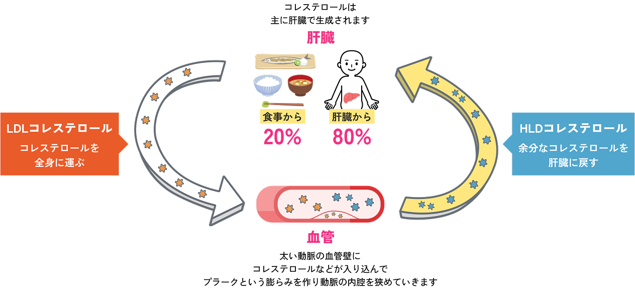 善玉と悪玉のコレステロールの関係図
