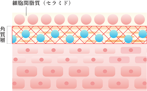 3種類のヒアルロン酸の構造図